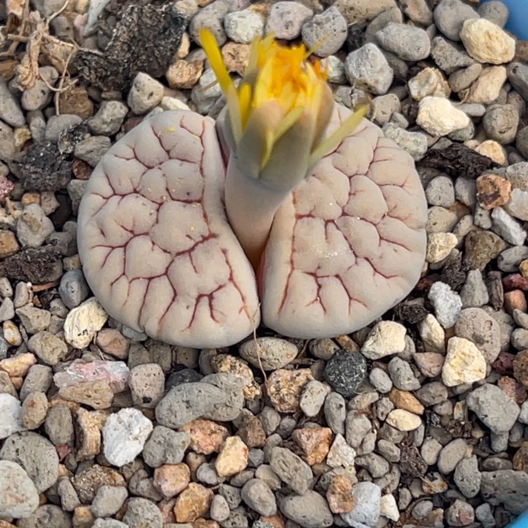 8224白底红纹小花189一颗
