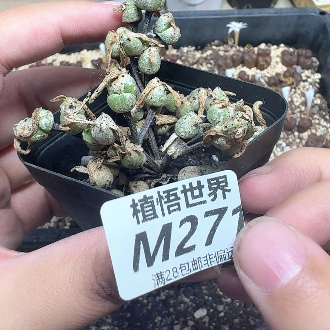 多肉植物的润泽吃fb