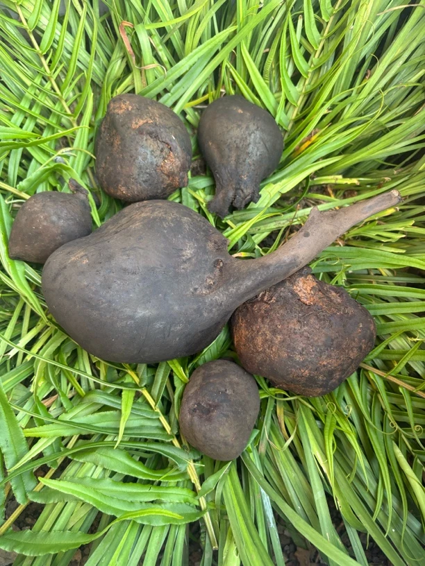 新鲜现挖乌灵参山货美味营养