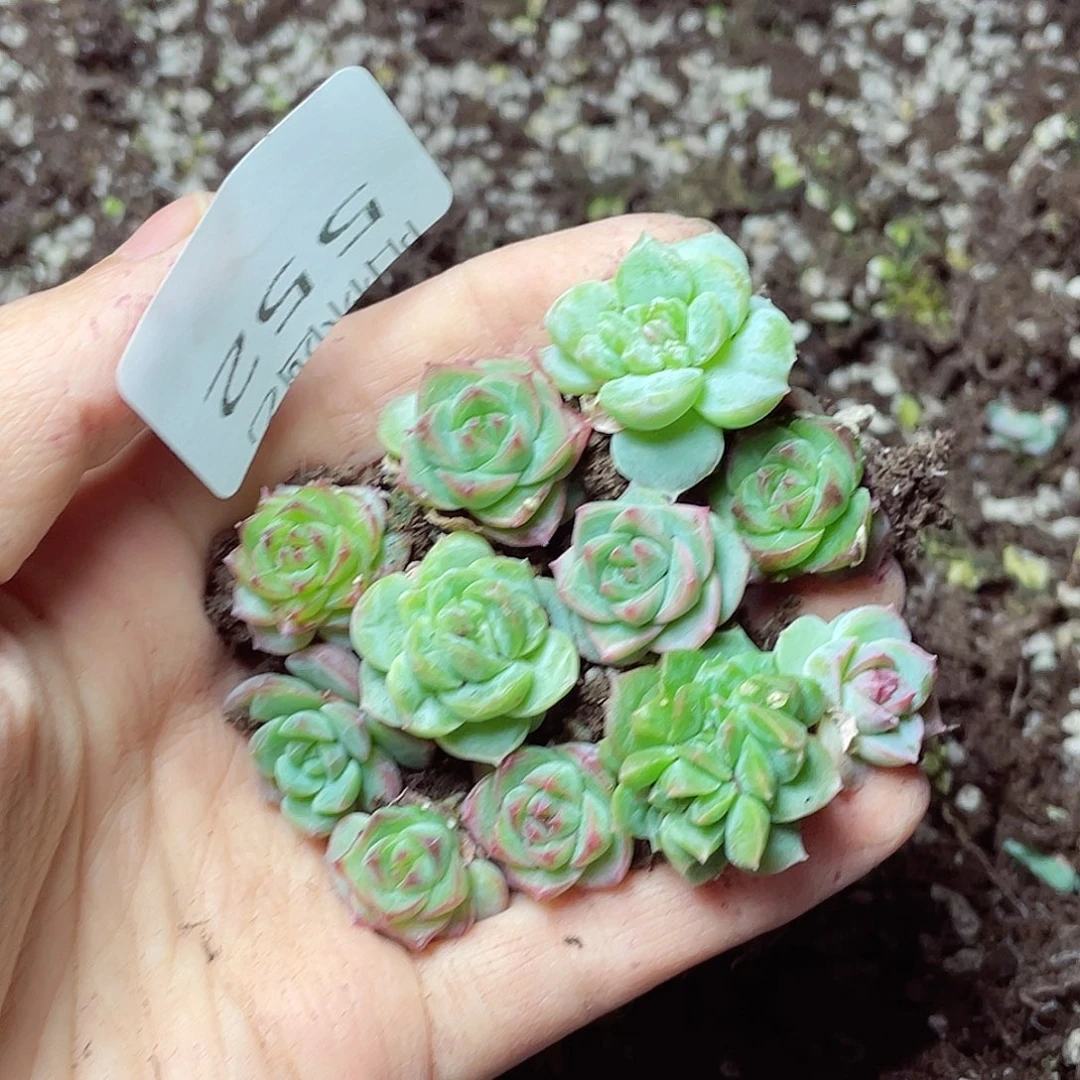 多肉植物多肉植物552