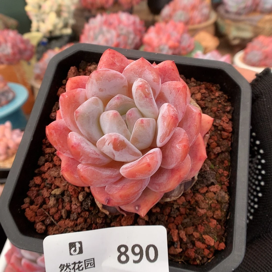 890雪天使多肉植物666
