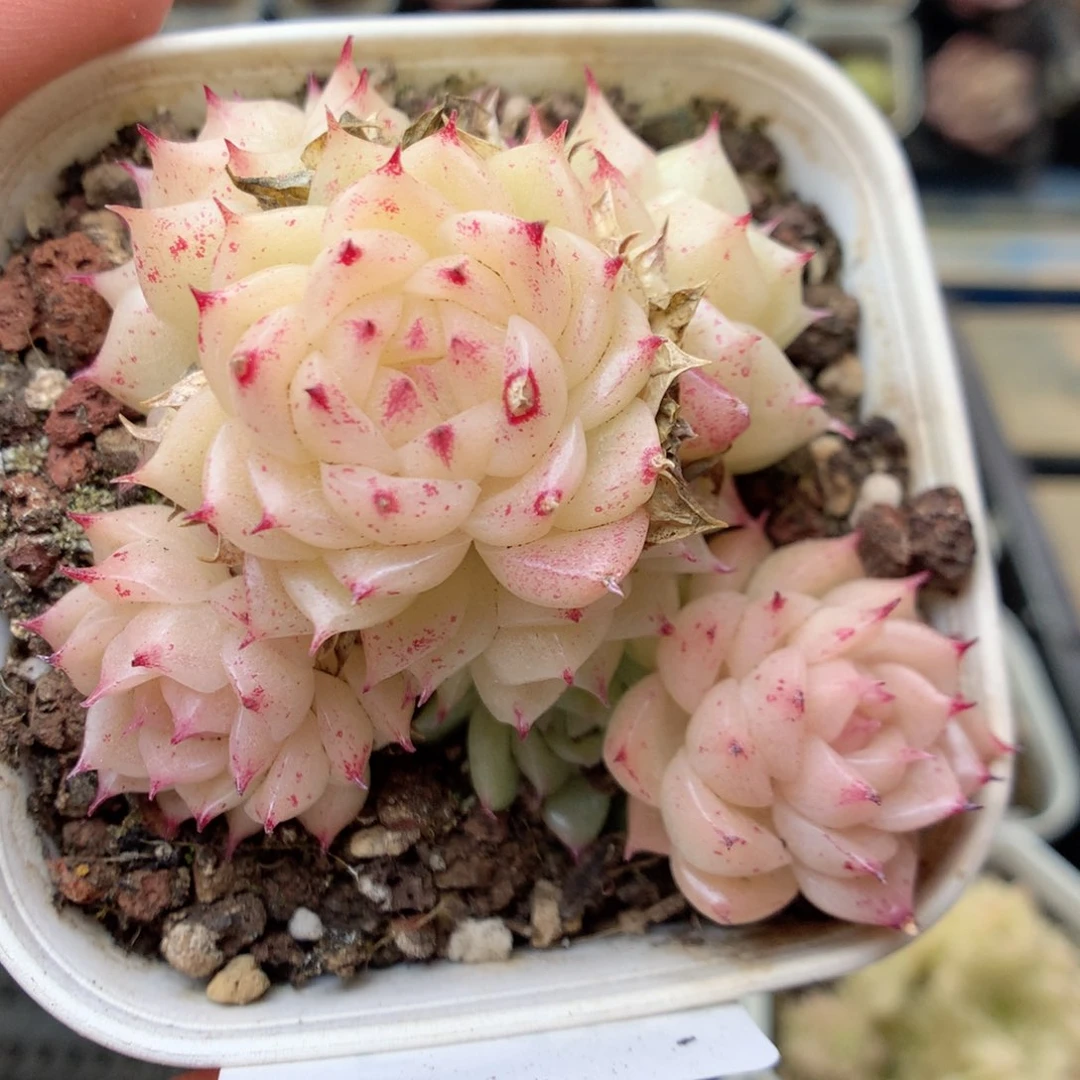 F151 ，20包邮两天凑单偏远不发货