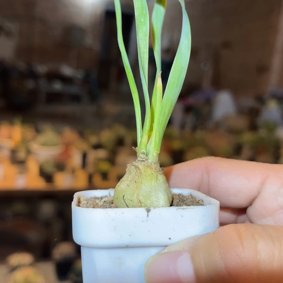 满38包邮2天凑单，脱土晾根发货多肉植物宽弹