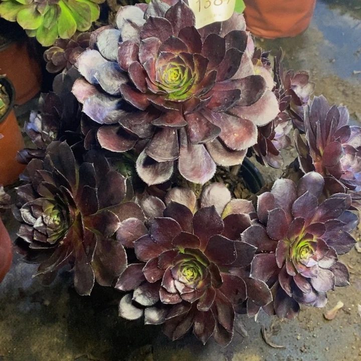 黑美人多肉断头不包1387