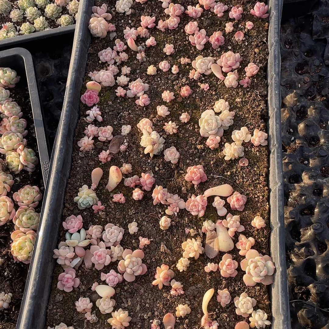 无***谓227。  定。