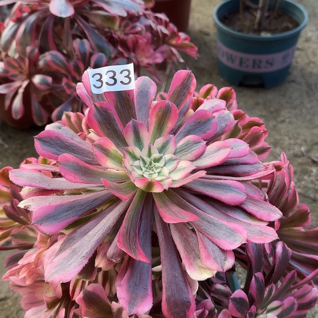多肉植物法师粉铜333