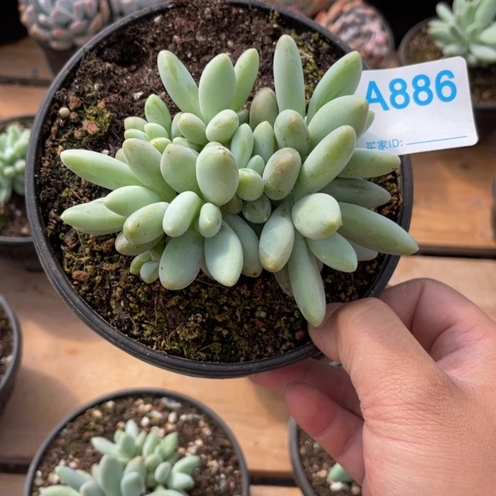 圆***媛886 满20包邮脱土发货