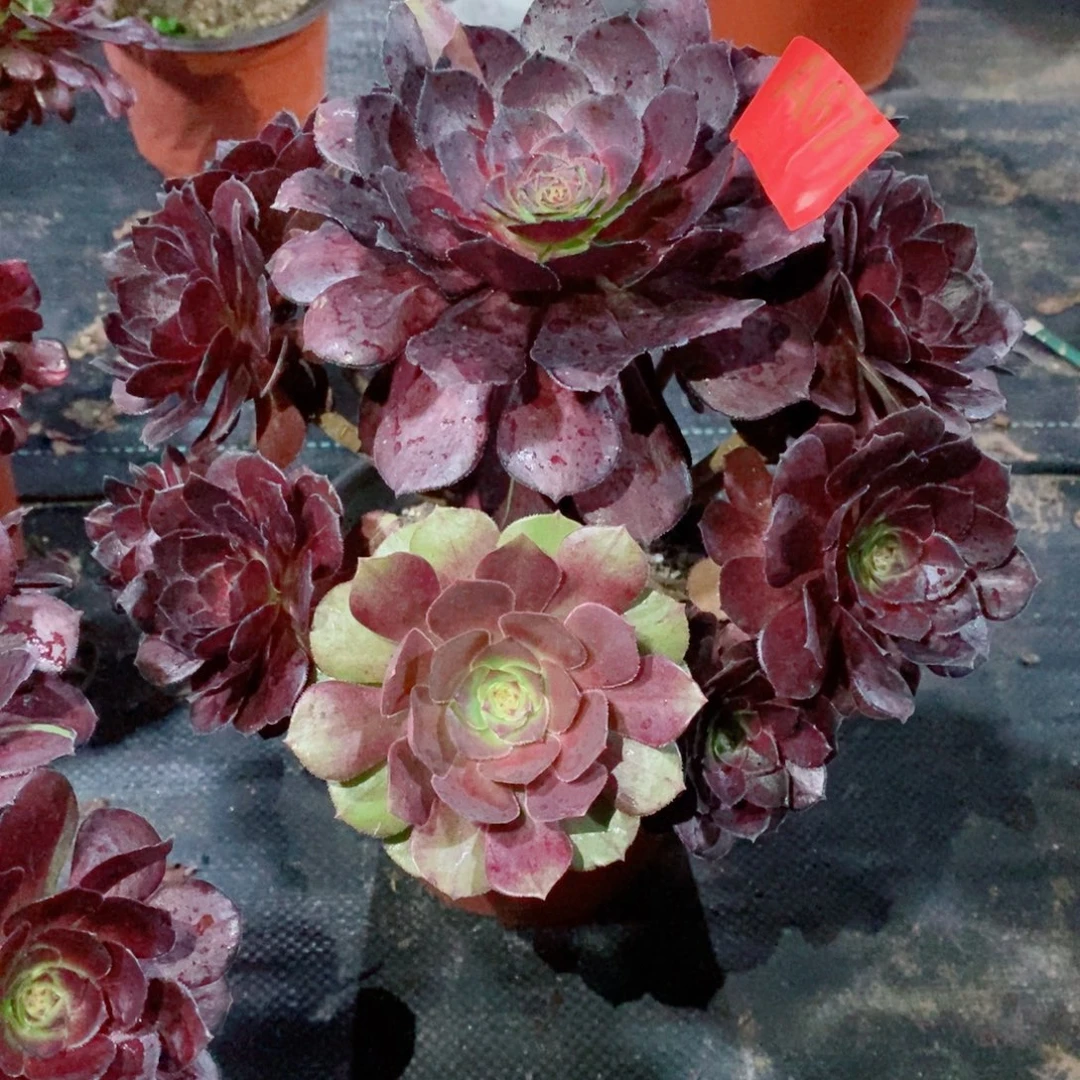 花花公子671多肉11111