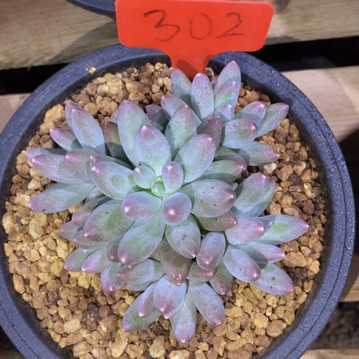 这个点吃晚饭真的