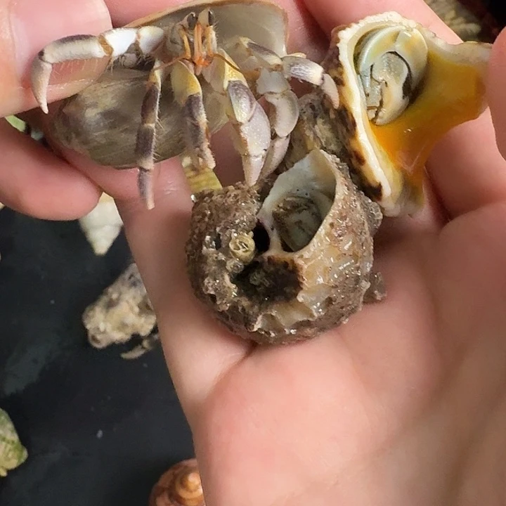 28号啦啦2虎1灰啦啦