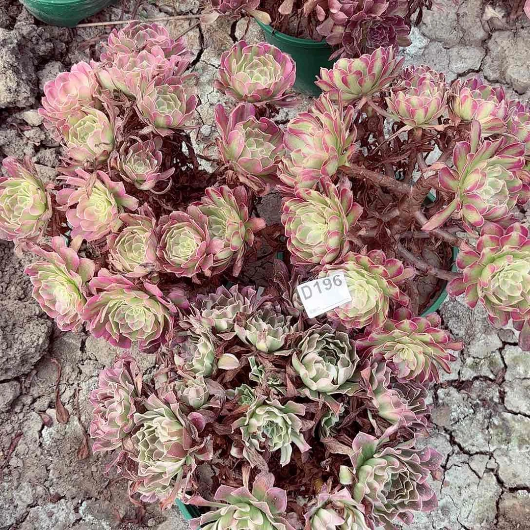 三棵法师朵朵8-5