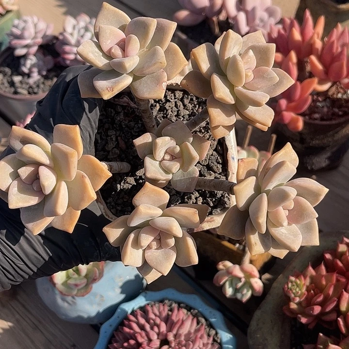 小老庄群整五十八包邮