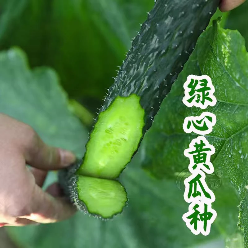 【农户直发】云南露天黄瓜绿心黄瓜脆嫩爽口现摘现发坏果包赔3斤