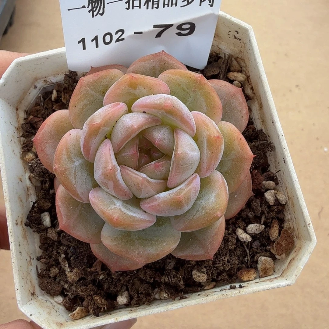 1102-79单颗珍妮多肉