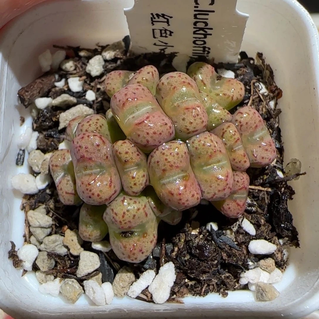 肉锥多肉植物百科30-小飞1271