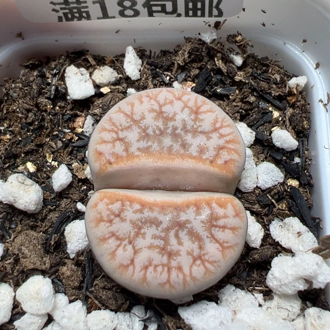 【闪购商品】 1121。