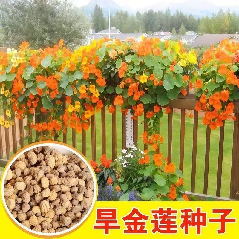 旱金莲种子旱荷花籽垂吊爬藤庭院室内阳台盆栽易活多年生花种子孑