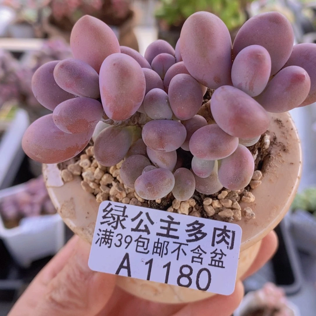 腰子桃蛋7cm1180多肉植物