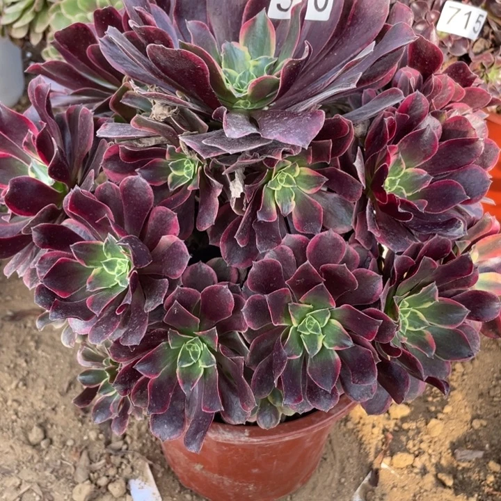 完全开放510多肉植物金丝雀