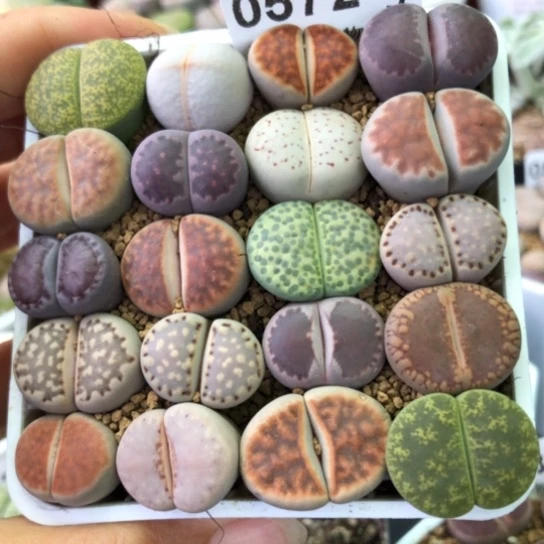 无花朵0572，20棵母本如图