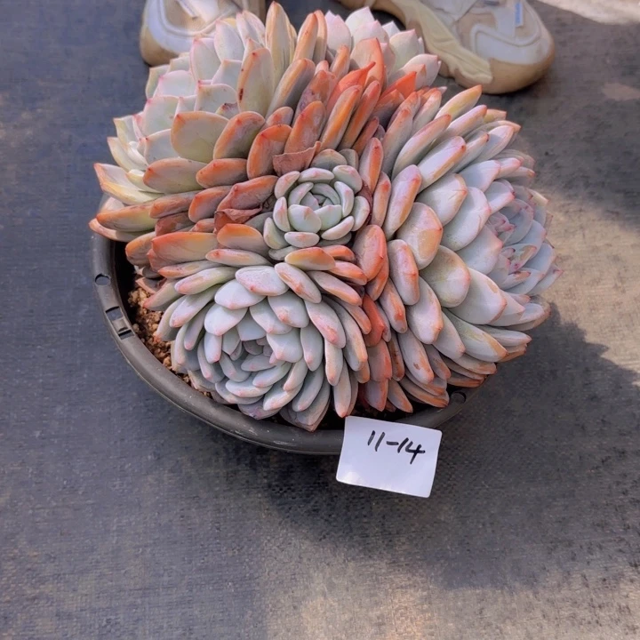 1114橙梦露多肉植物