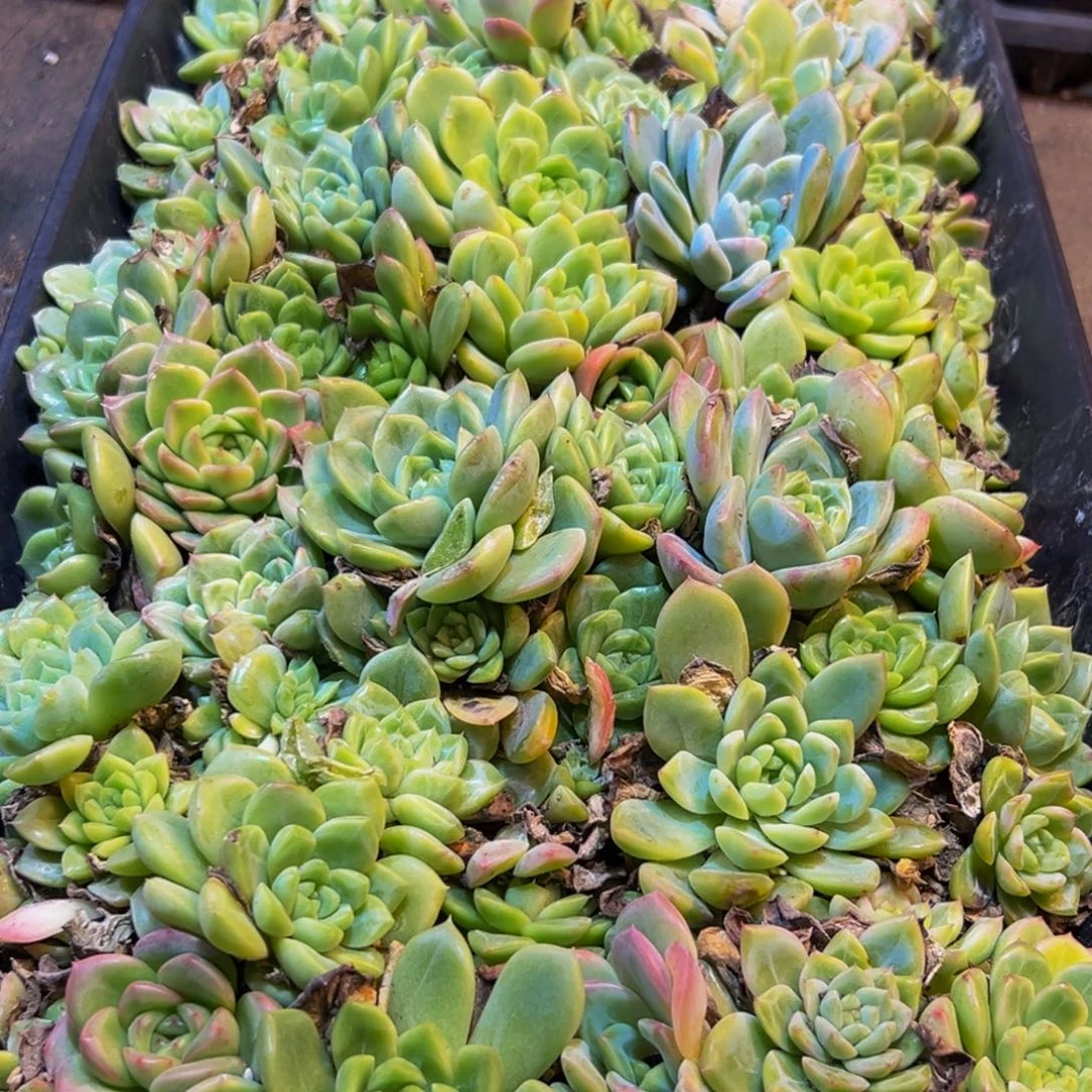 024多肉葡萄的价格是多少啊哈哈