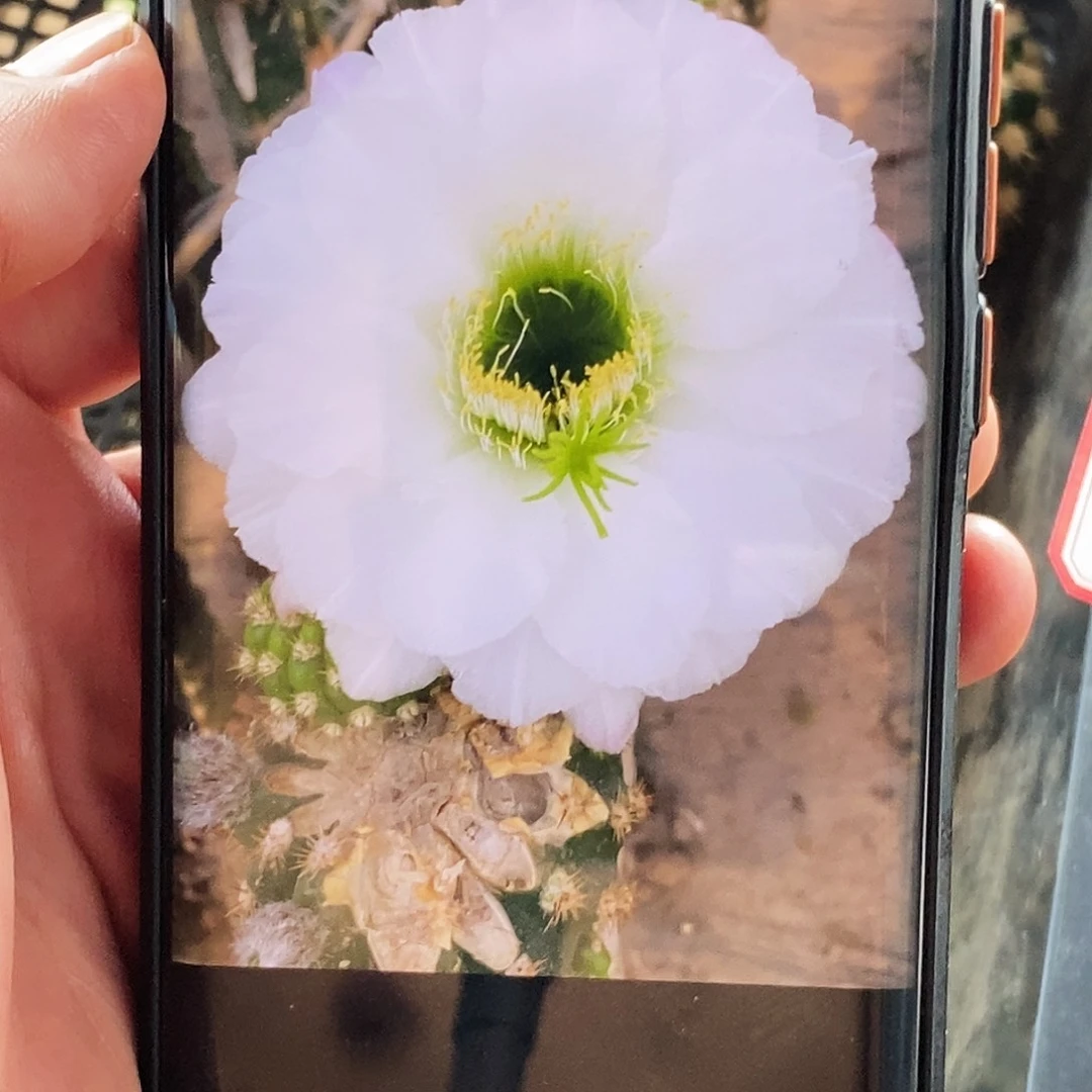 毛 无暇侧芽歪20包邮/5公分