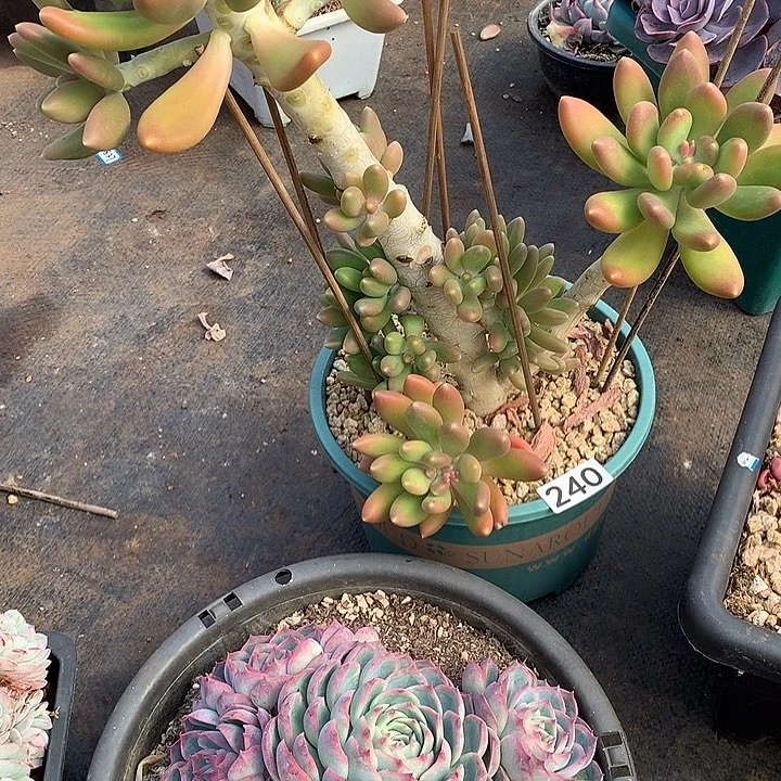 240金蟾 一物一拍多肉