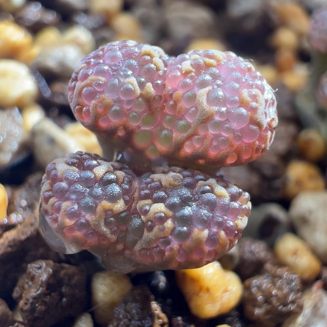 179优选东五砖石泡泡勋章