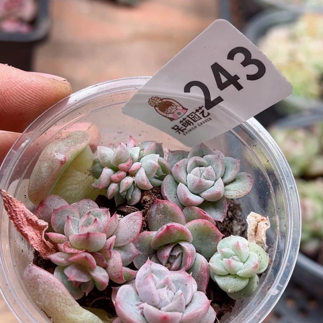 多肉植物多肉植物