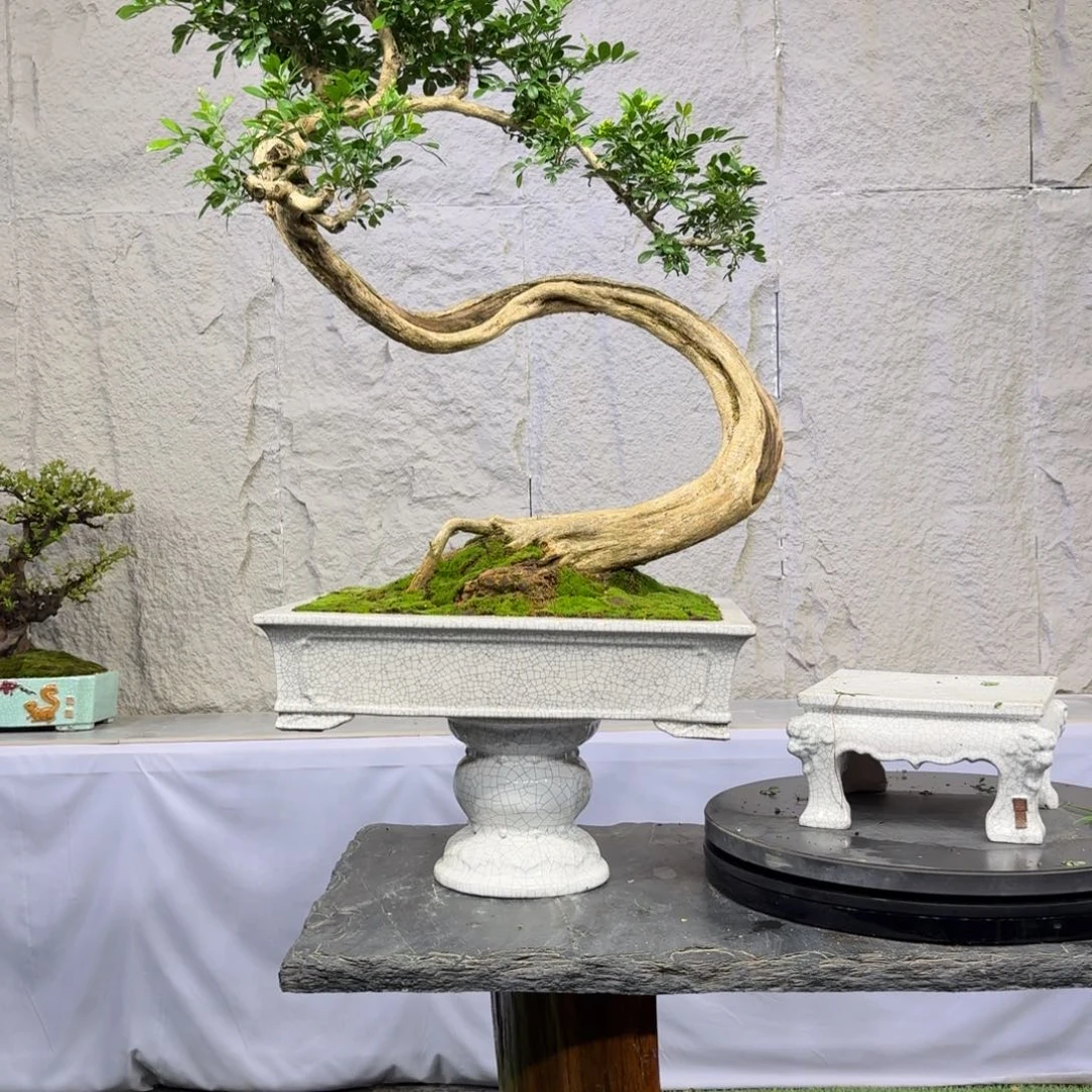 完全开放九里香3888，