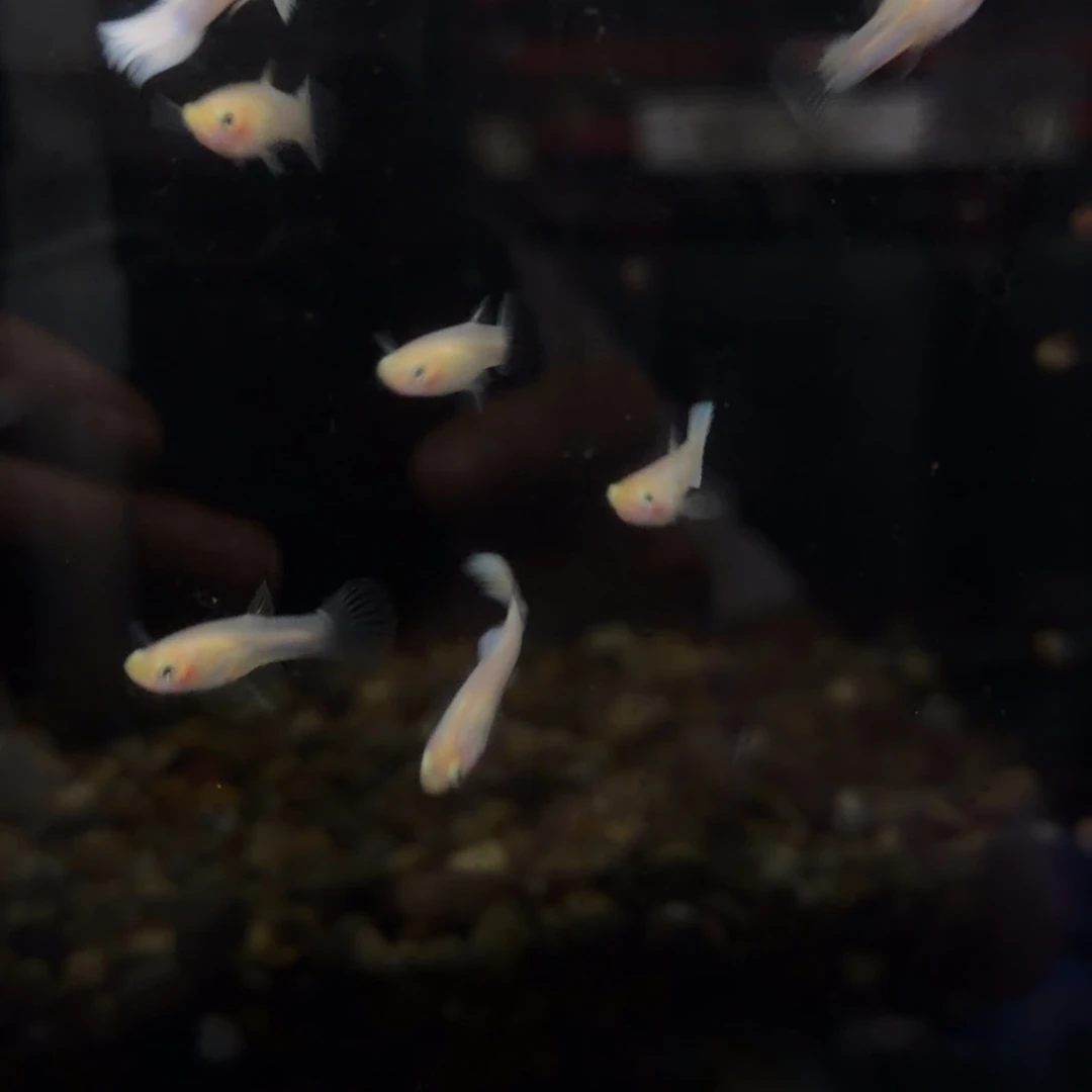 孔雀鱼斯里兰卡小白