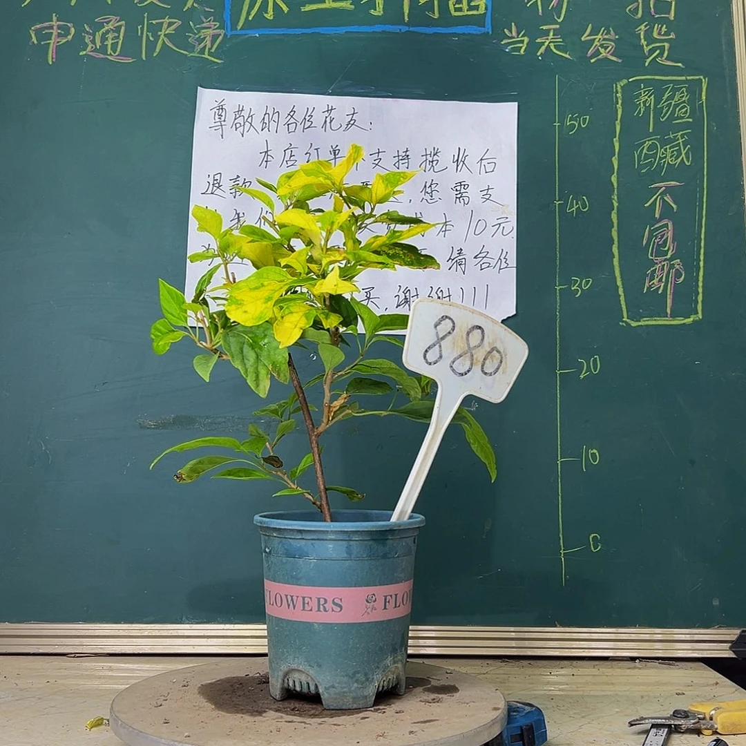 当前无花栽培后可以开花斑红樱 880