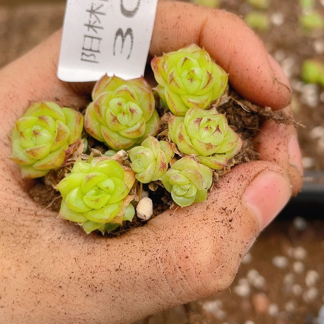 多肉植物多肉植物306