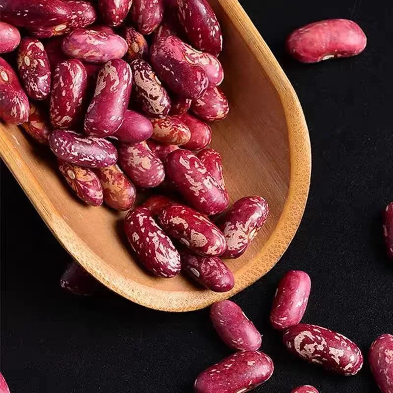 【五斤装】东北紫花芸豆新紫花芸豆四季豆营养饱满芸豆