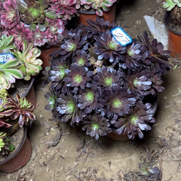 多肉植物黑铜法师27