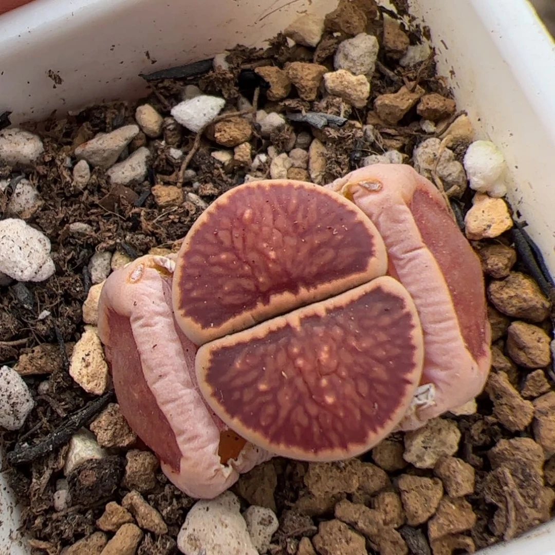 0246号菊 多肉植物