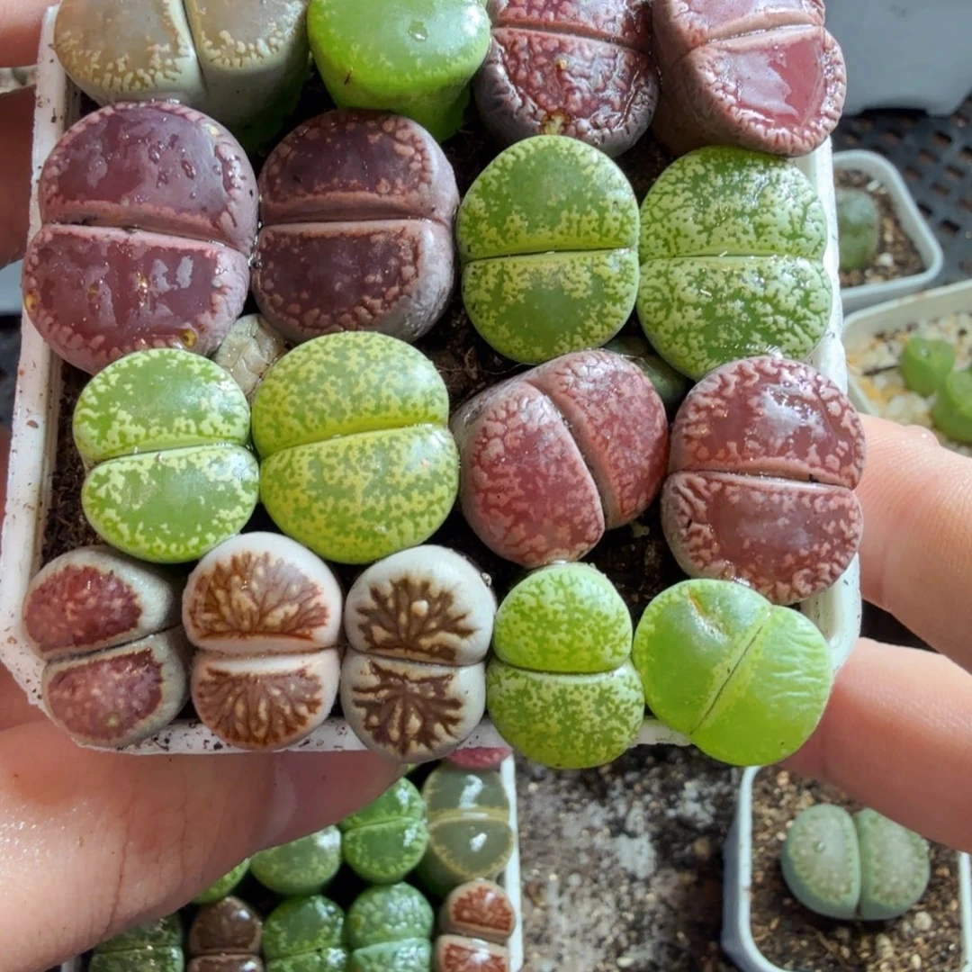 多肉葡萄的味道真的很115