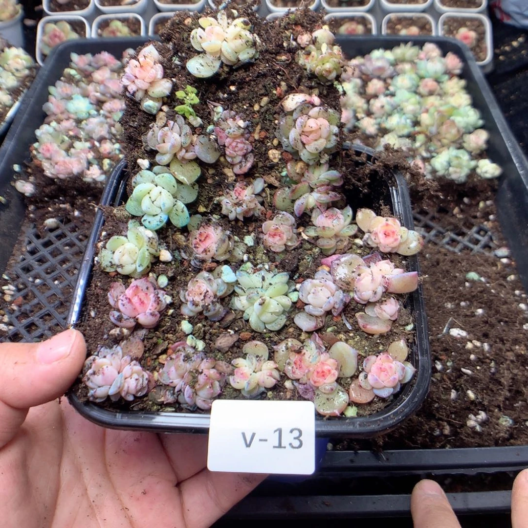 无花朵V13英语英语