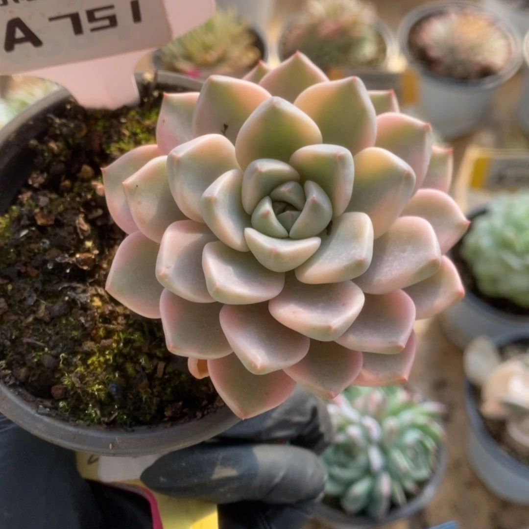 751红粉佳人锦锦锦锦锦