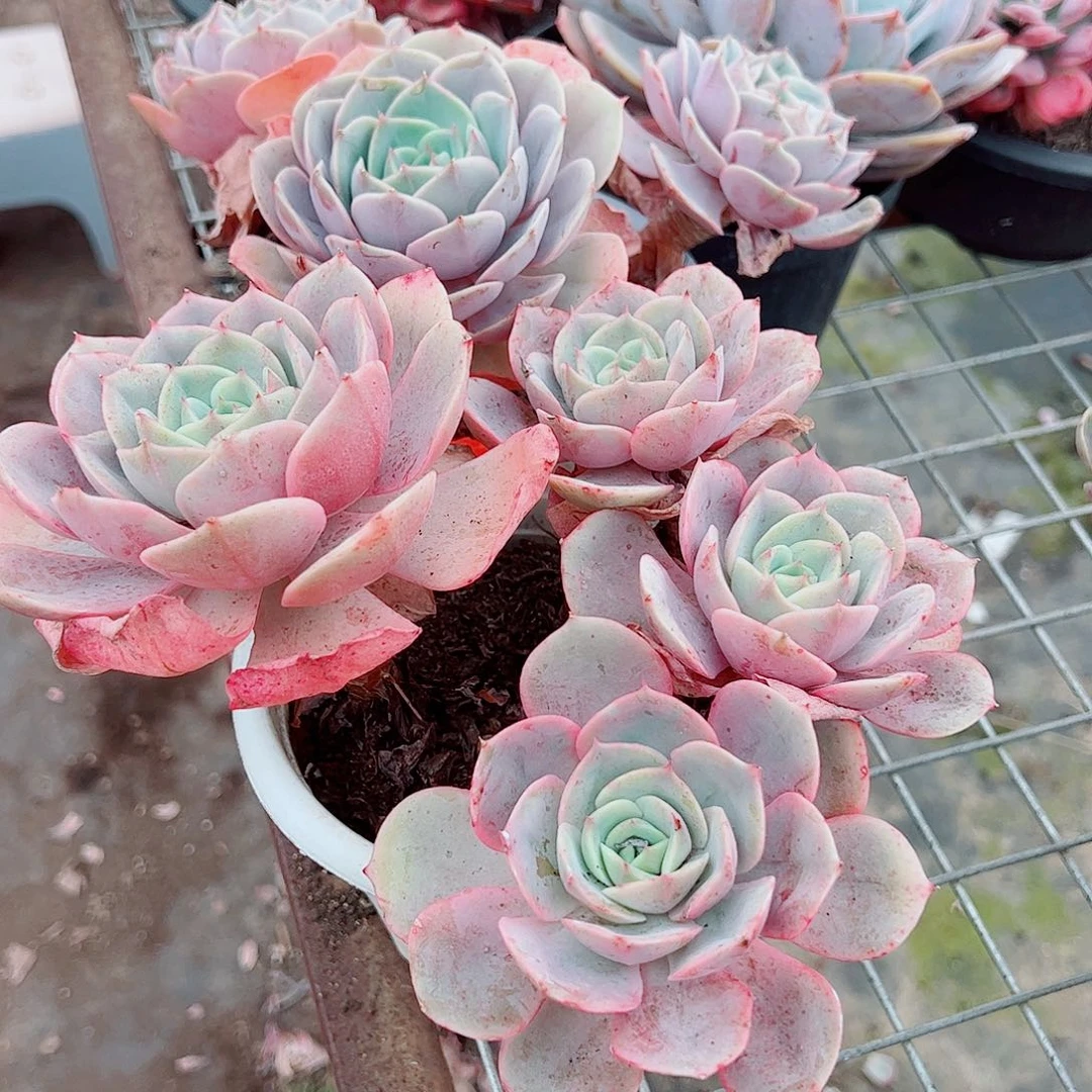 蓝色苍鹭多头群生精品特价