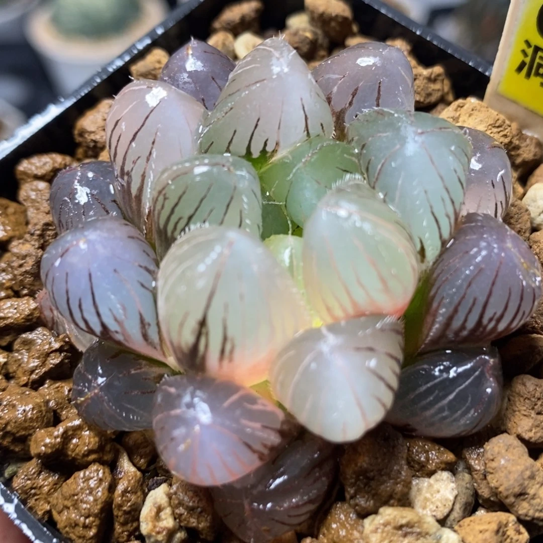 60紫镜玉露锦一物一拍