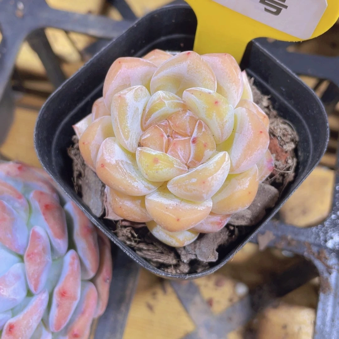 1289号 冰糖心大白兔单头一个