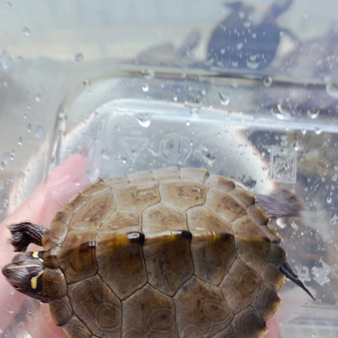 不分公母宠物龟5.5地图公