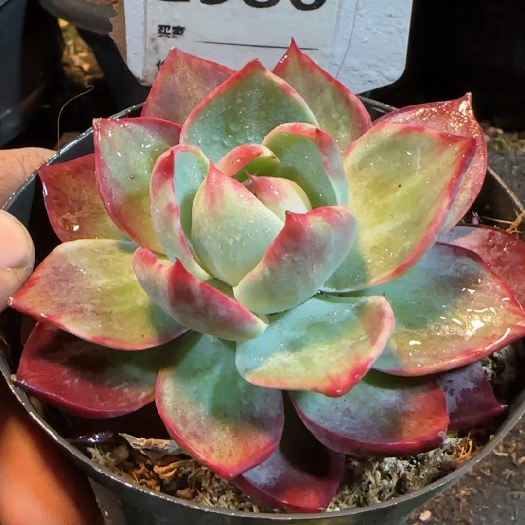 惊鸿一物一拍包装收缩花旱986