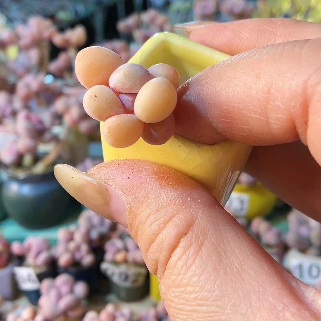 菠***包多肉植物的生长发育与生长发育