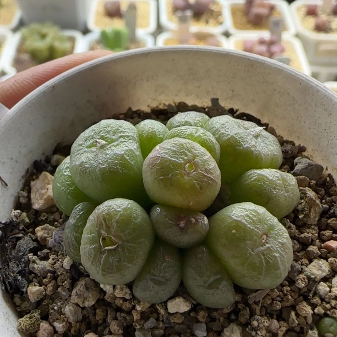 【闪购商品】0548 赤筋流水铜壶当天28包邮非偏远