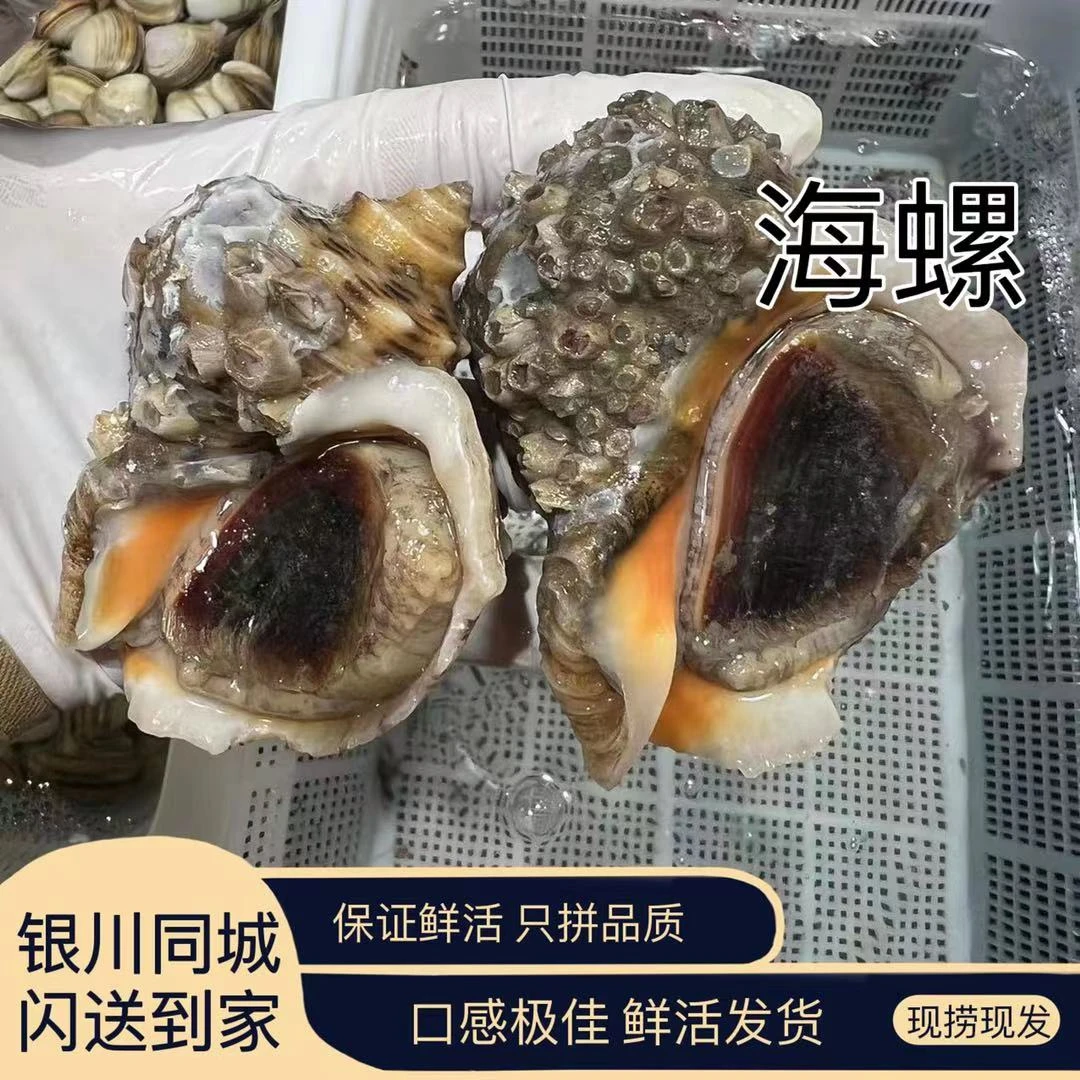 海螺（4-6个/斤） 宁夏银川包邮 （单拍不送！！）