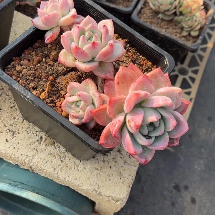 欣*13 00000800888885