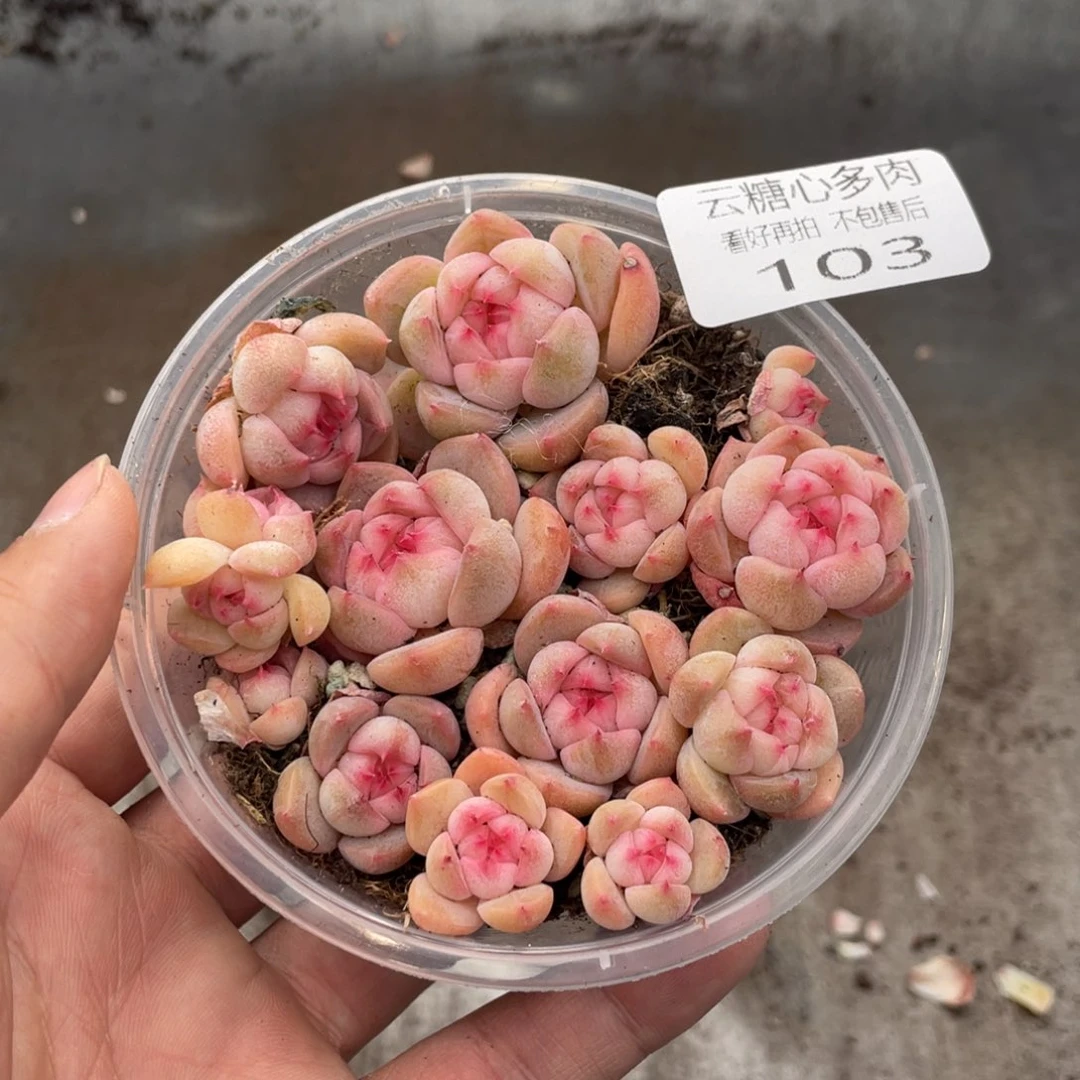 云糖心多肉植物103